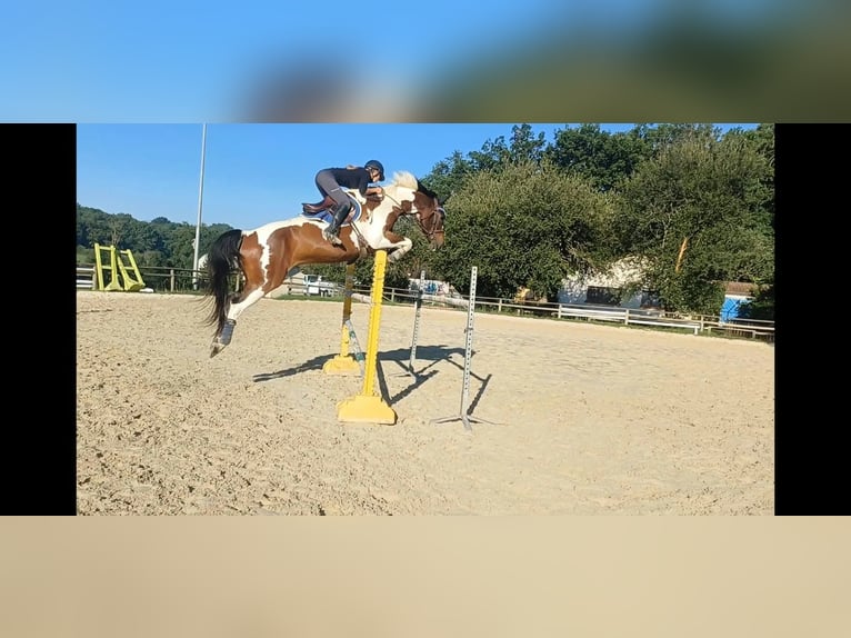 Selle Français Hongre 9 Ans 166 cm  in Landorthe