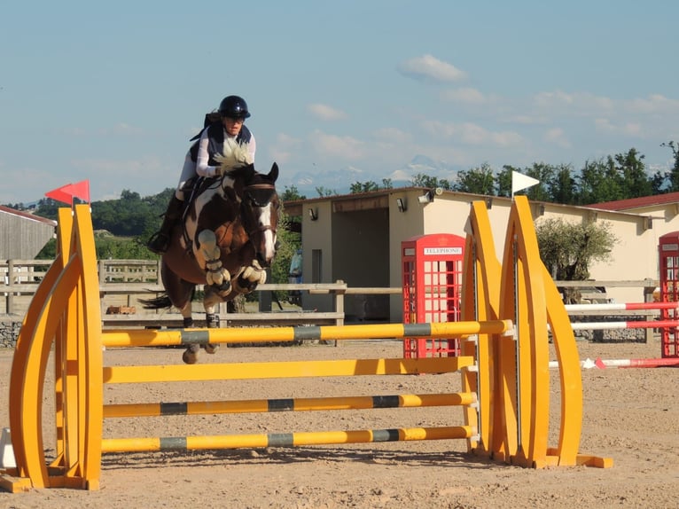 Selle Français Hongre 9 Ans 166 cm  in Landorthe
