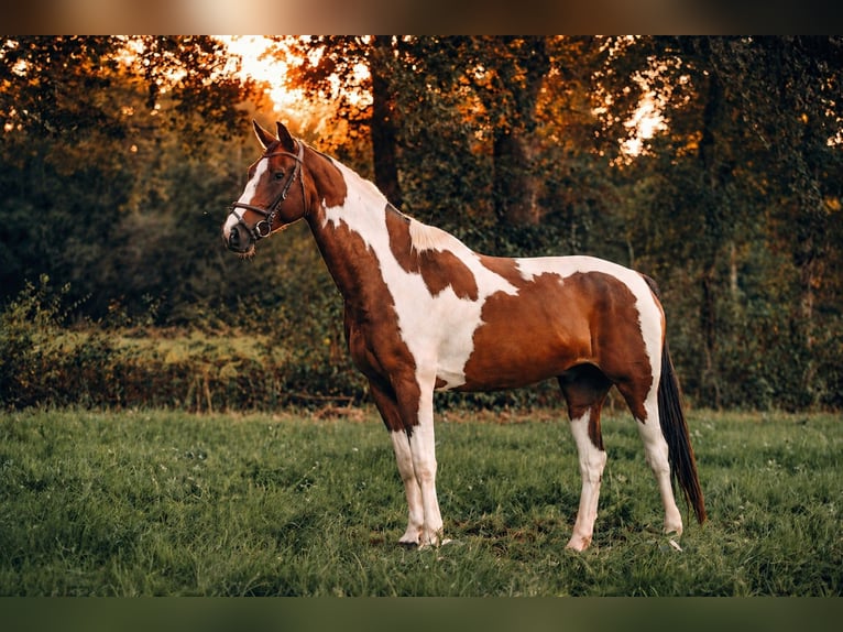 Selle Français Hongre 9 Ans 166 cm  in Landorthe