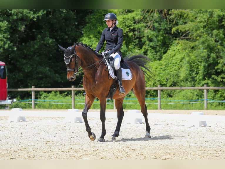 Selle Français Hongre 9 Ans 170 cm Bai brun in Saint-Antoine-l'Abbaye