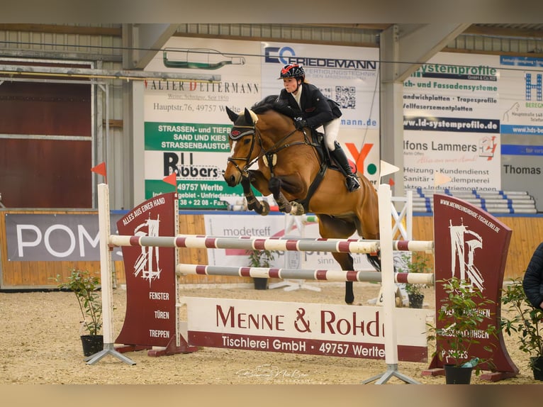 Selle Français Hongre 9 Ans 173 cm Bai cerise in Aurich