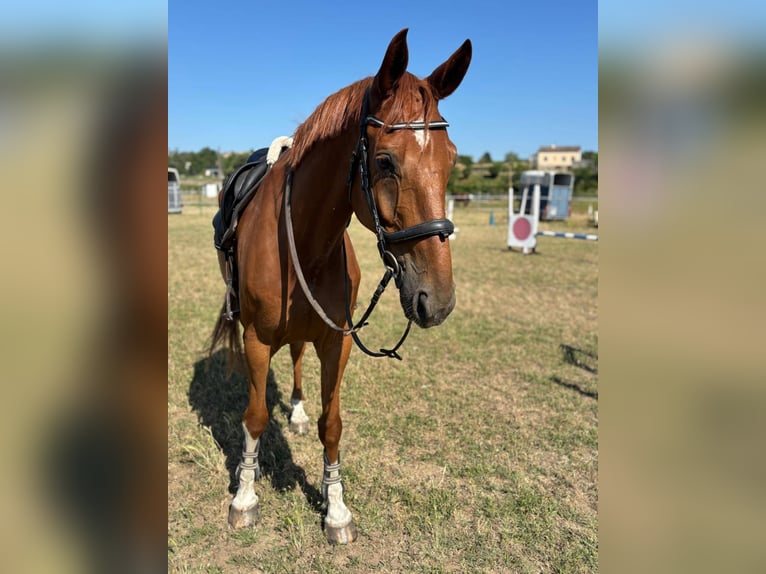 Selle Français Hongre 9 Ans 175 cm Bai in aubenas