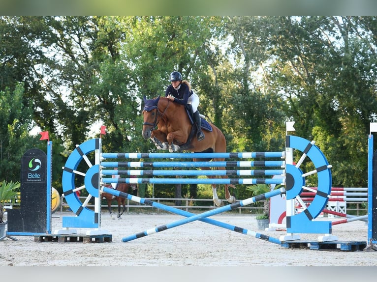 Selle Français Hongre 9 Ans 175 cm Bai in aubenas