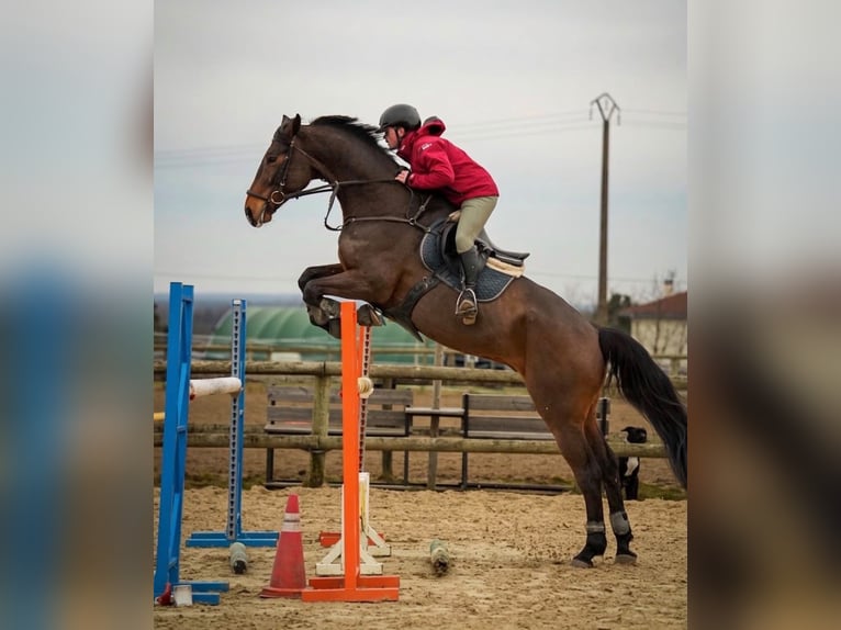 Selle Français Hongre 9 Ans 178 cm Bai in Rhône