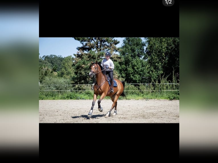 Selle Français Hongre 9 Ans 180 cm Bai cerise in Obaix