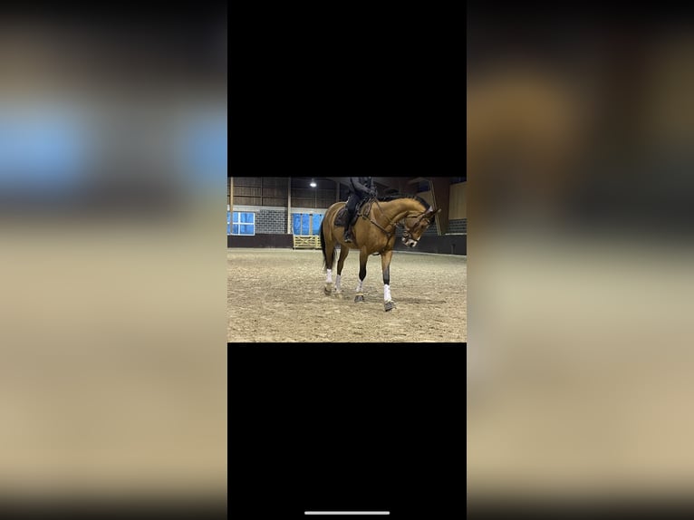 Selle Français Hongre 9 Ans 180 cm Bai cerise in Obaix