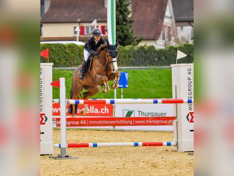 Selle Français Jument 10 Ans 158 cm Alezan in Wermatswil