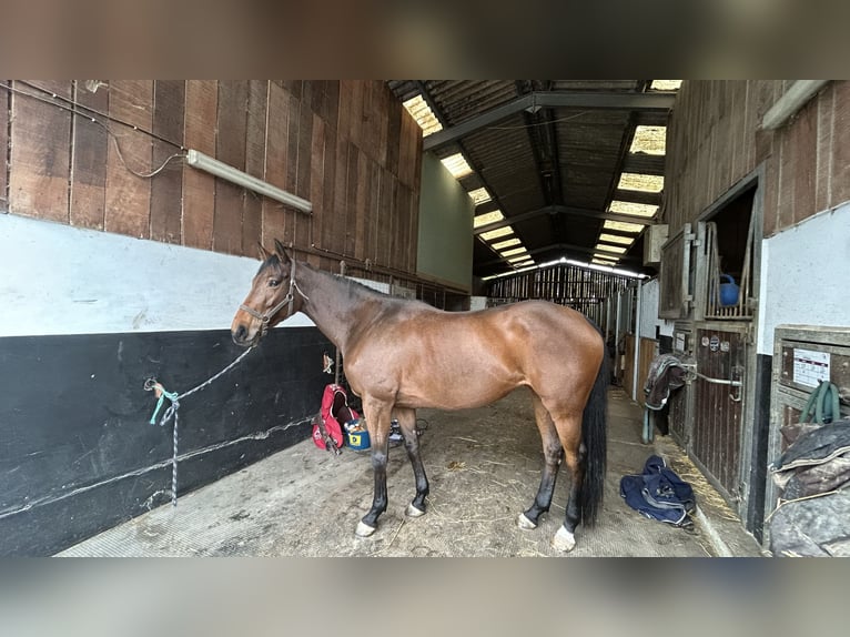 Selle Français Jument 10 Ans 162 cm Bai in Léhon