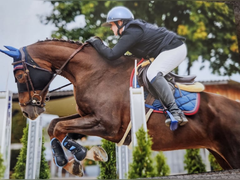Selle Français Jument 10 Ans 164 cm Alezan brûlé in Riggisberg