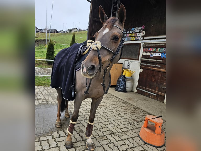 Selle Français Jument 10 Ans 164 cm Alezan brûlé in Riggisberg
