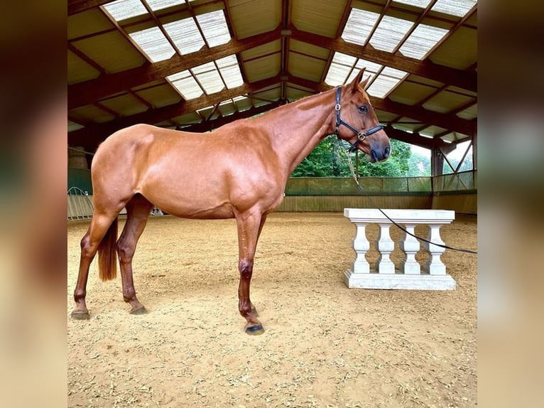 Selle Français Jument 10 Ans 164 cm Alezan in Essarts en Bocage
