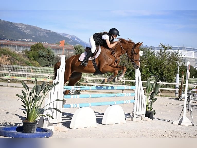 Selle Français Jument 10 Ans 165 cm Alezan in Ventabren
