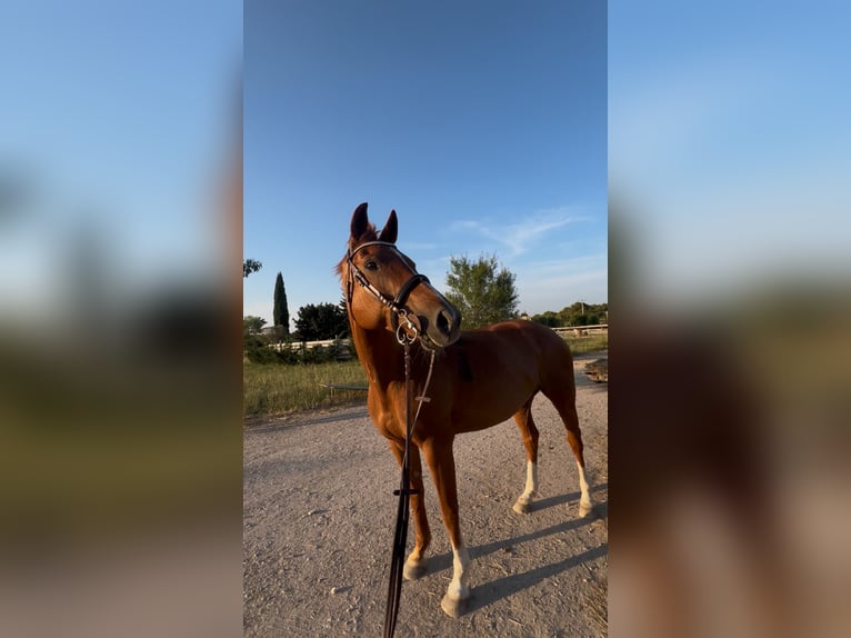 Selle Français Jument 10 Ans 165 cm Alezan in Ventabren
