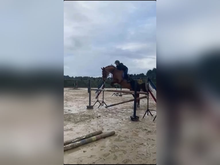 Selle Français Jument 10 Ans 165 cm Alezan in Ventabren