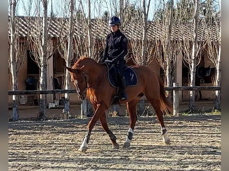 Selle Français Jument 10 Ans 165 cm Alezan in Ventabren