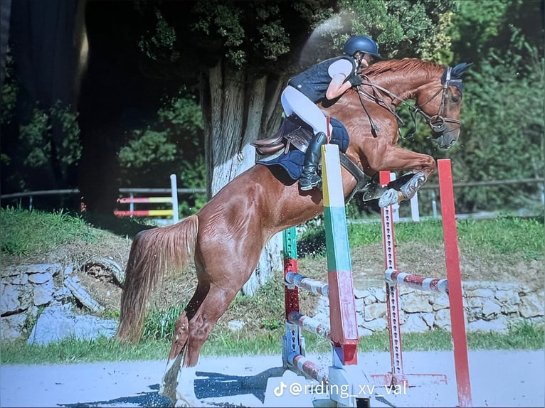 Selle Français Jument 10 Ans 165 cm Alezan in Ventabren