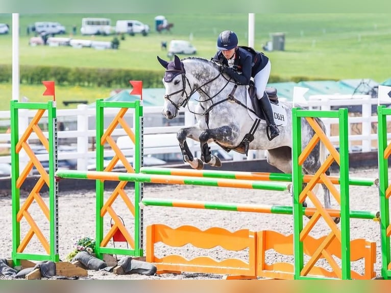 Selle Français Jument 10 Ans 165 cm Gris in Warwickshire