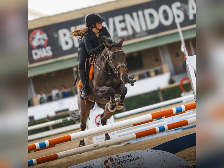 Selle Français Jument 10 Ans 167 cm Bai brun in Cargadero Viejo