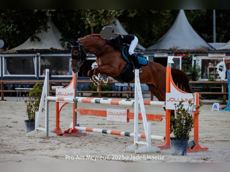 Selle Français Jument 10 Ans 168 cm Alezan in Venansault