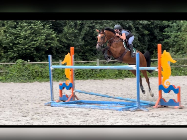 Selle Français Jument 10 Ans 168 cm Bai in Sablonni&#xE8;res