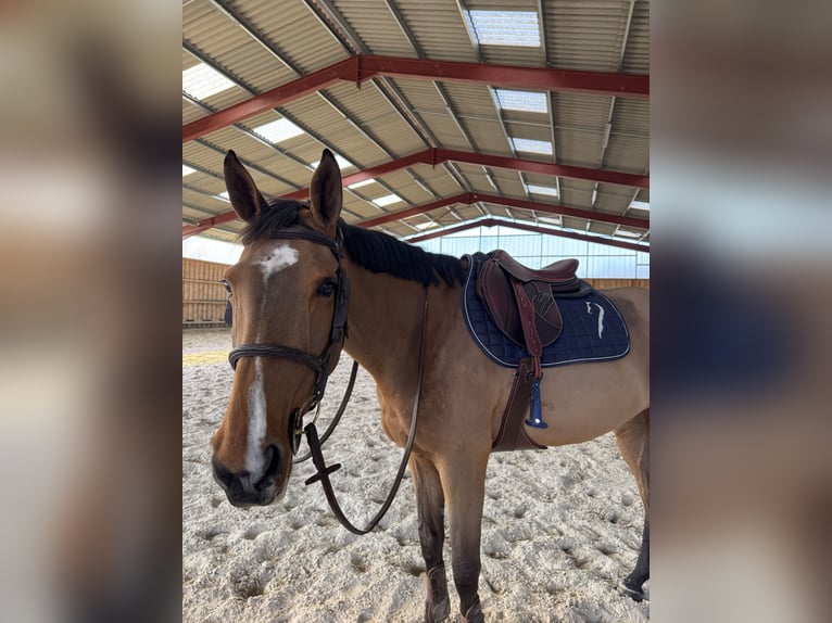 Selle Français Jument 10 Ans 168 cm Bai in Sablonni&#xE8;res