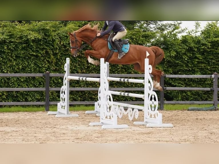 Selle Français Jument 10 Ans 170 cm Alezan brûlé in Fermanagh