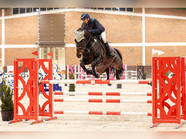 Selle Français Jument 10 Ans 170 cm Bai brun foncé in Poznań