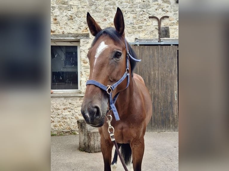 Selle Français Jument 10 Ans 170 cm Bai in Drocourt