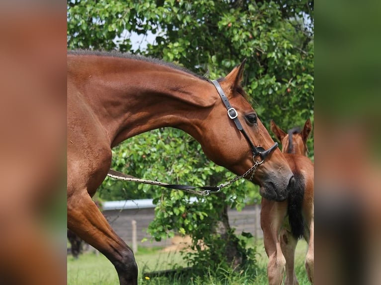 Selle Français Jument 10 Ans 170 cm Bai in Castres-Gironde