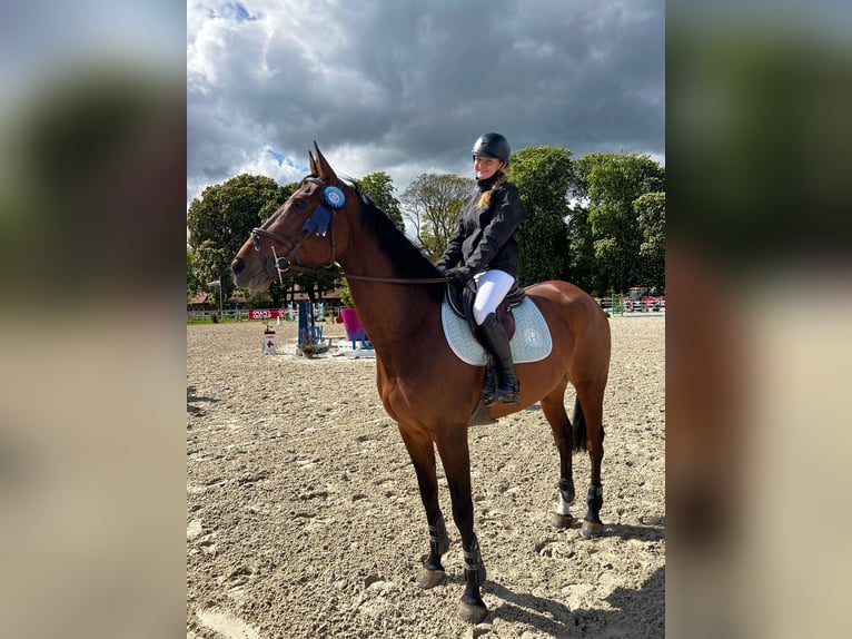 Selle Français Jument 10 Ans 172 cm Bai in Magny-les-Hameaux