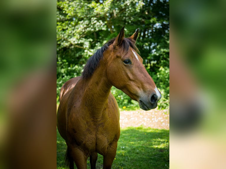 Selle Français Jument 11 Ans 155 cm  in Authon-Ébéon