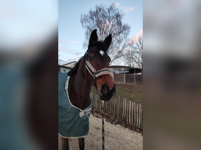 Selle Français Jument 11 Ans 162 cm Bai in Giengen an der Brenz