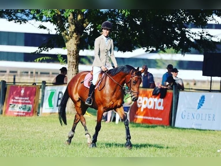 Selle Français Jument 11 Ans 164 cm Bai in coinsins