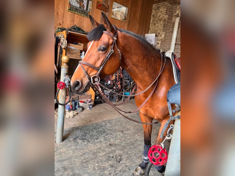 Selle Français Jument 11 Ans 165 cm Bai in Léry