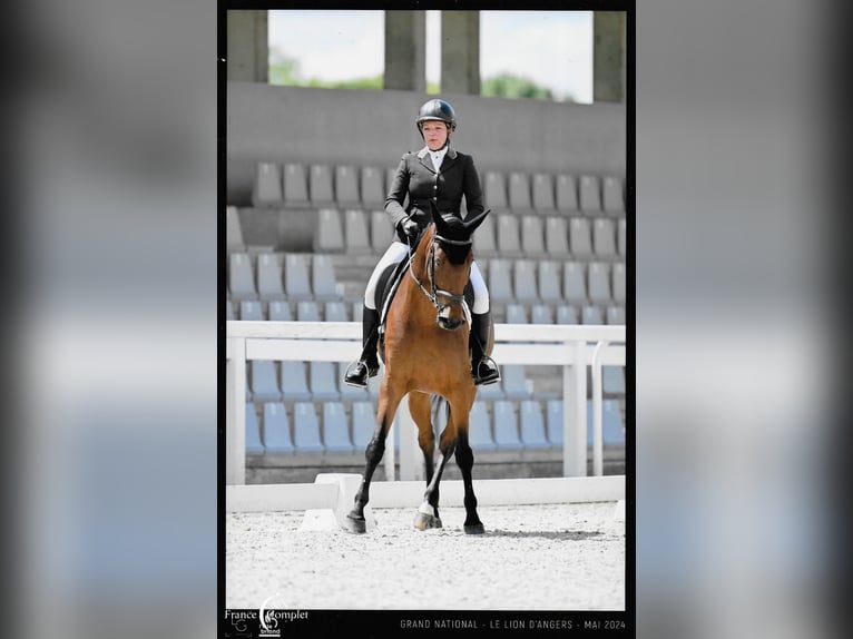 Selle Français Jument 11 Ans 166 cm Bai in Le Garric