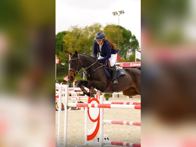 Selle Français Jument 11 Ans 167 cm Bai brun in Cargadero Viejo