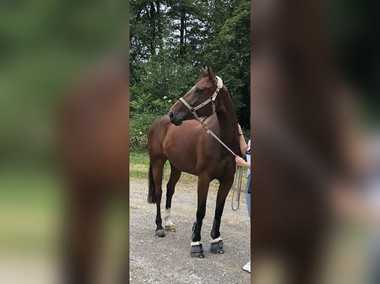 Selle Français Jument 11 Ans 167 cm Bai in Offenburg