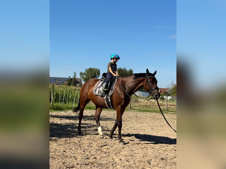 Selle Français Jument 11 Ans 167 cm Bai in Offenburg