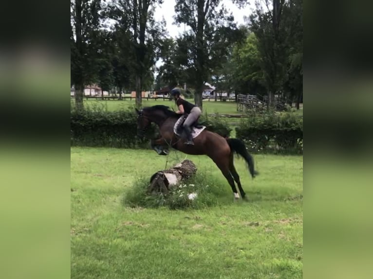 Selle Français Jument 11 Ans 167 cm Bai in Offenburg