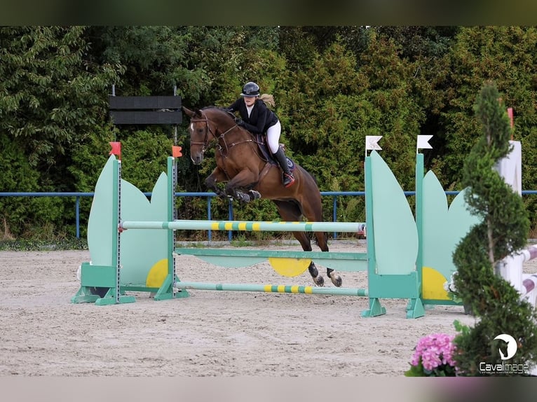 Selle Français Jument 11 Ans 168 cm Bai in Lésigny