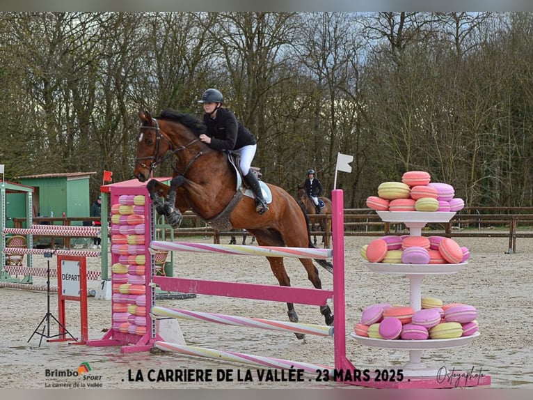 Selle Français Jument 11 Ans 172 cm Bai in Magny-les-Hameaux