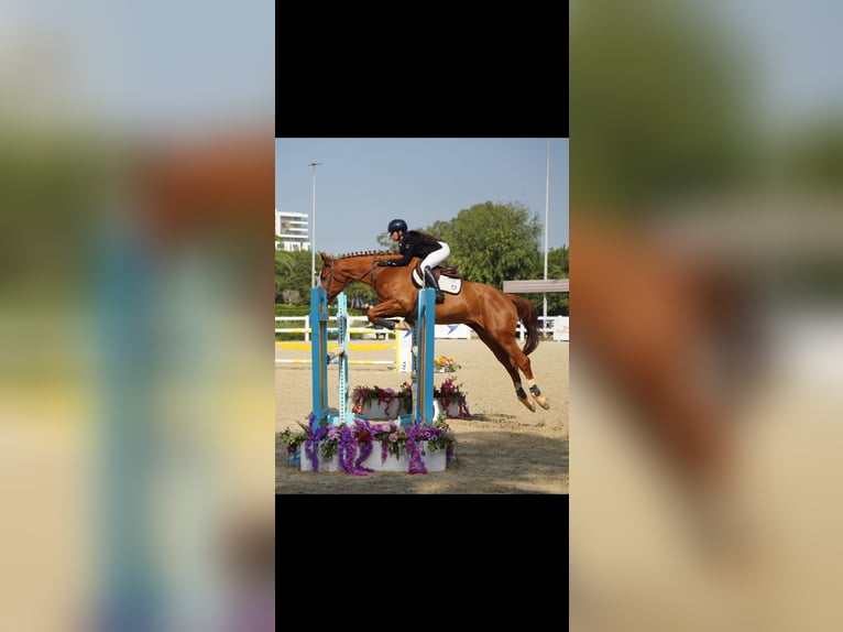 Selle Français Jument 11 Ans 182 cm Alezan brûlé in Tanger,Africa