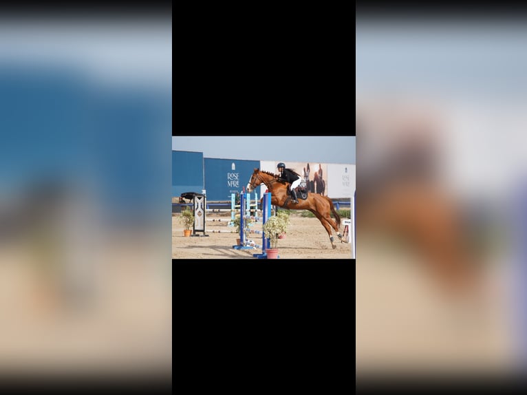 Selle Français Jument 11 Ans 182 cm Alezan brûlé in Tanger,Africa