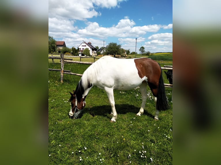Selle Français Jument 12 Ans 148 cm Pinto in Ehingen an der Donau