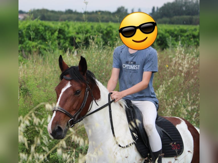 Selle Français Jument 12 Ans 155 cm Pinto in Coursan