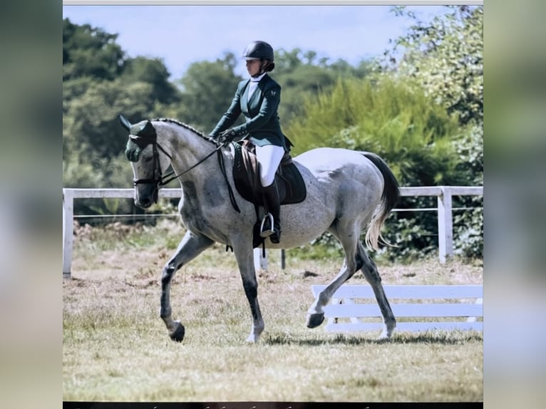 Selle Français Jument 12 Ans 160 cm Bai in Cours-les-Barres