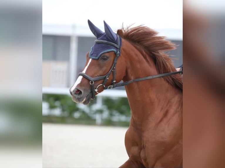 Selle Français Jument 12 Ans 165 cm Alezan in Pertuis