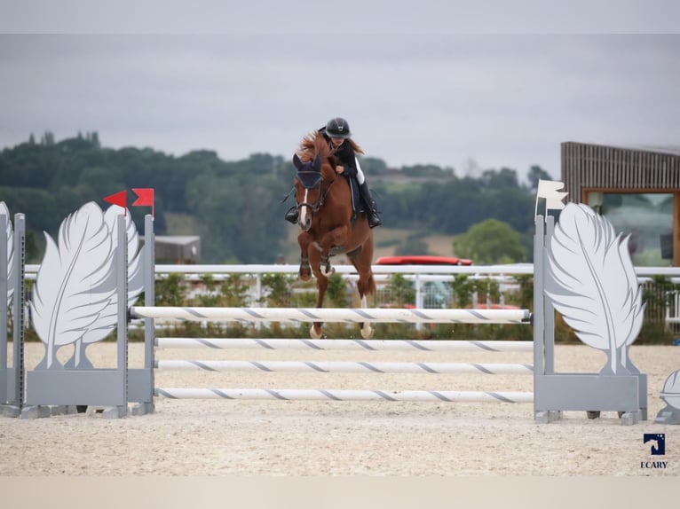 Selle Français Jument 12 Ans 165 cm Alezan in Pertuis