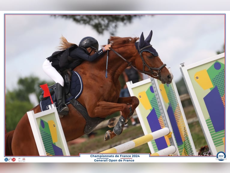 Selle Français Jument 12 Ans 165 cm Alezan in Pertuis