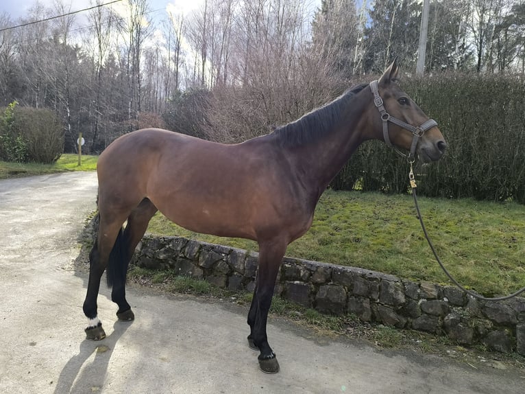 Selle Français Jument 12 Ans 165 cm Bai in Theux